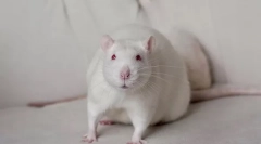 Bela podgana albino: vse o neverjetni domači glodalcu